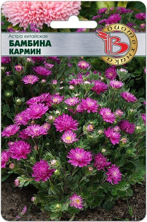 Астра Бамбина Кармин китайская однолетник 20шт (Биотехника)