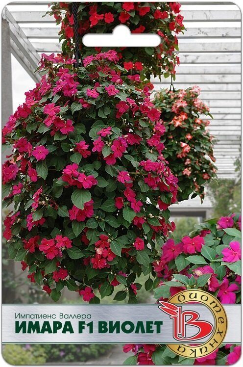 Импатиенс (бальзамин) Валлера Имара F1 Виолет однолетник 8шт  (Биотехника)
