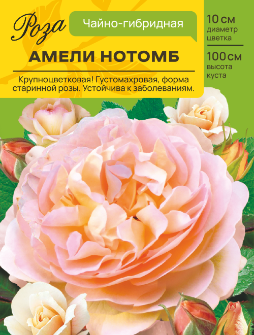 Роза Амели Нотомб (Чайно-гибридная) С ЦВ.НАКЛЕЙКОЙ 1шт (Сиб сад)