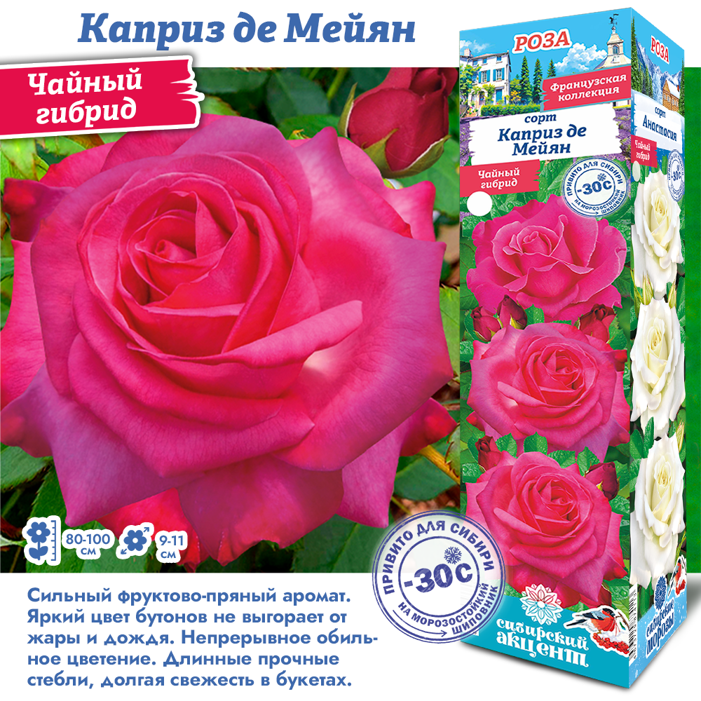 Роза Каприз де Мейян (Чайно-гибридная) 1шт (Сиб сад)