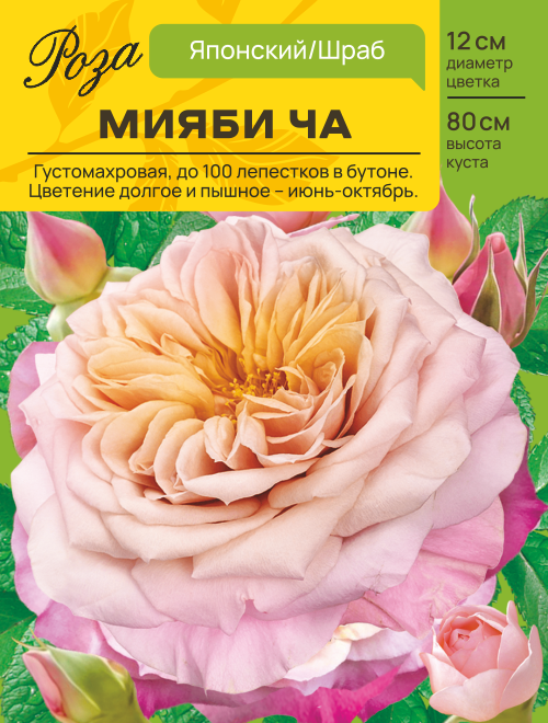 Роза Мияби Ча (Японский/Шраб) С ЦВ.НАКЛЕЙКОЙ 1шт (Сиб сад)