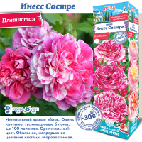 Роза Инесс Састре (Плетистая) 1шт (Сиб сад)