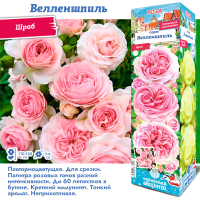 Роза Велленшпиль (Шраб) 1шт (Сиб сад)