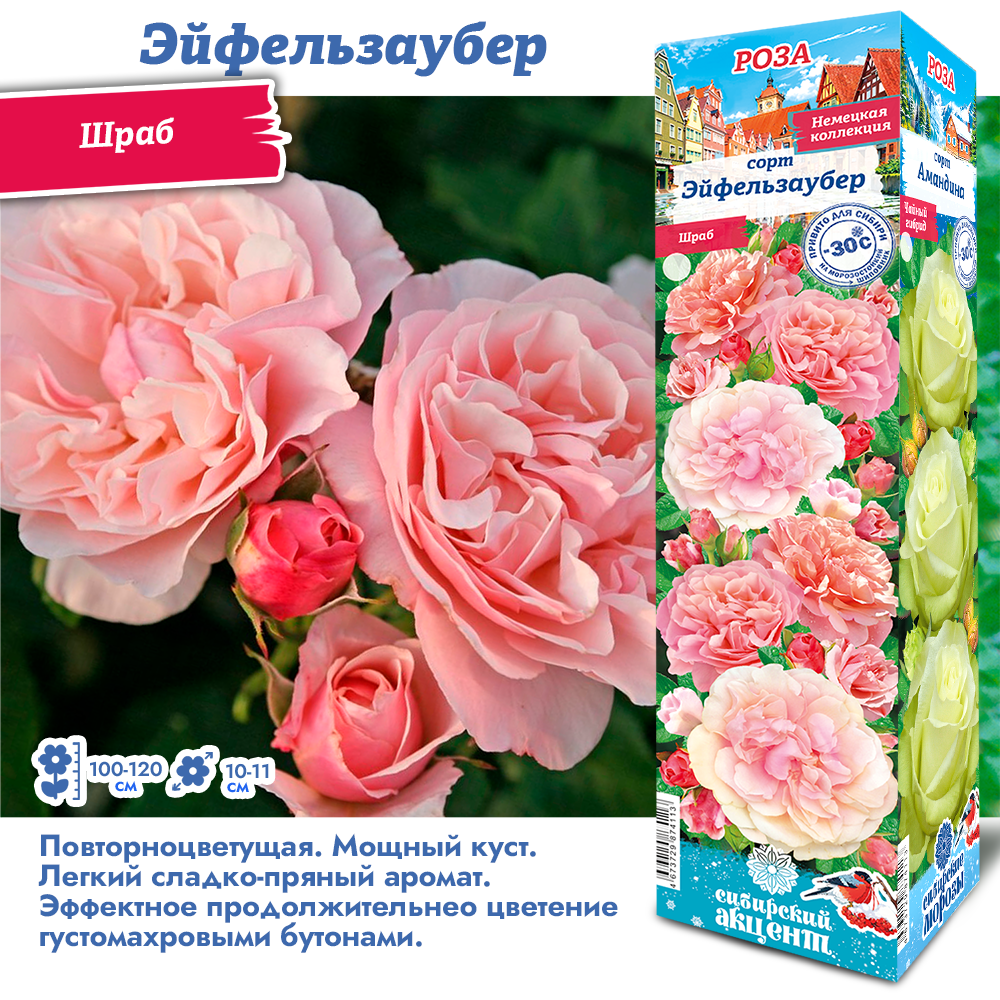 Роза Эйфельзаубер (Шраб) 1шт (Сиб сад)