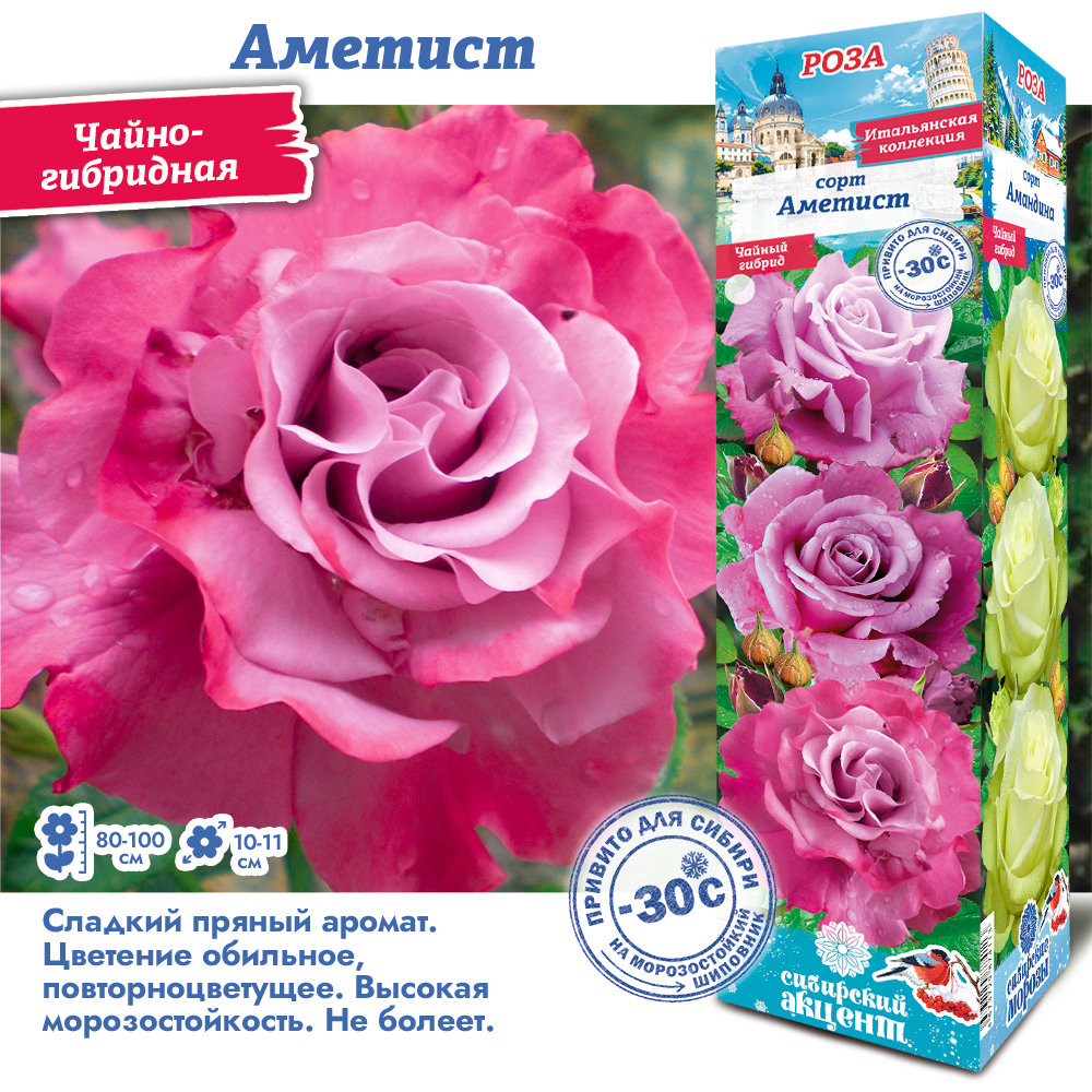 Роза Аметист (Чайно-гибридная) 1шт (Сиб сад)