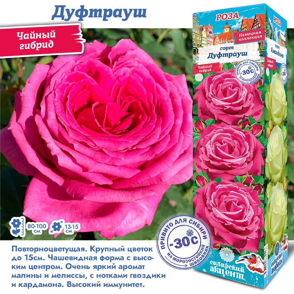 Роза Дуфтрауш (Чайно-гибридная) 1шт (Сиб сад)
