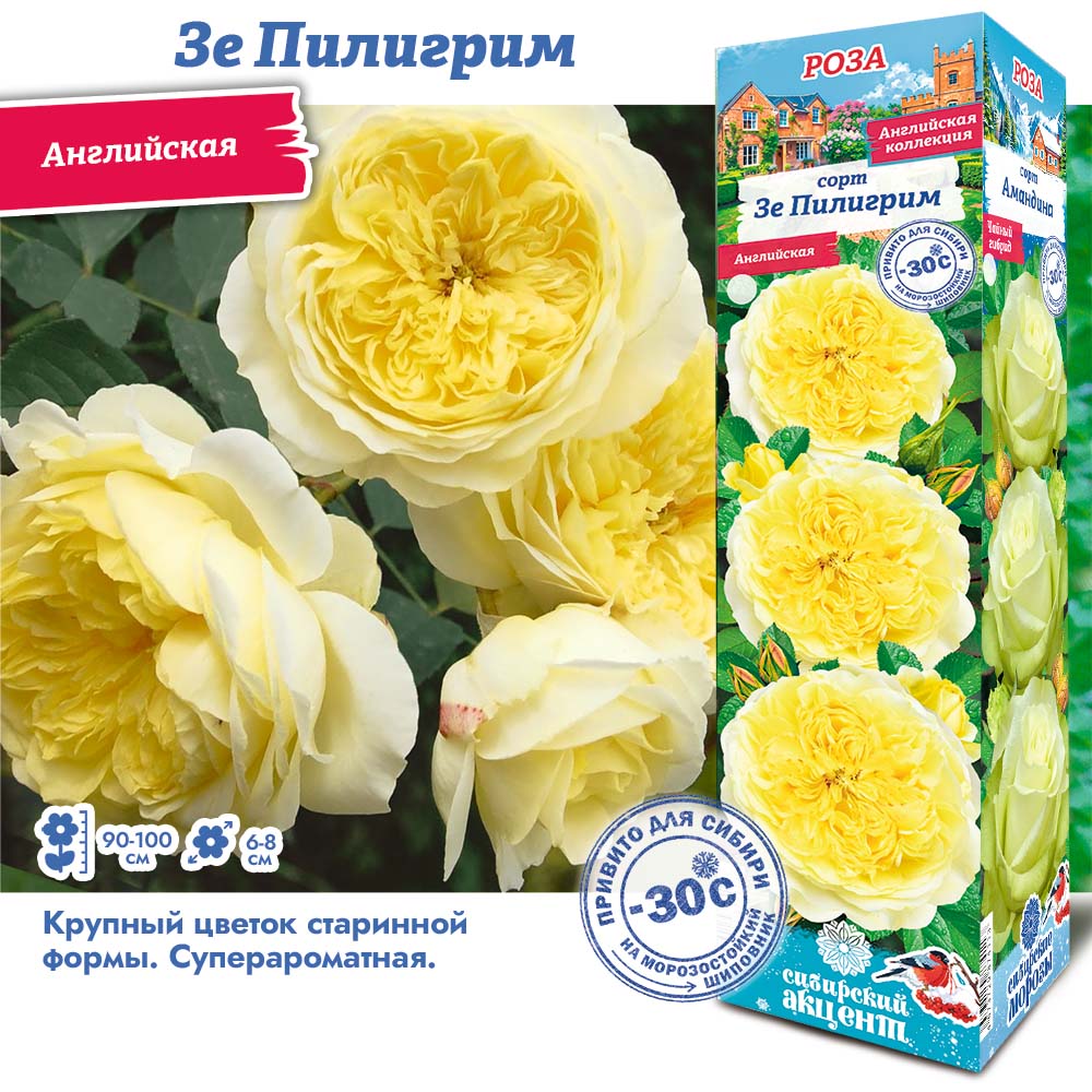 Роза Зе Пилигрим (Английская) 1шт (Сиб сад)