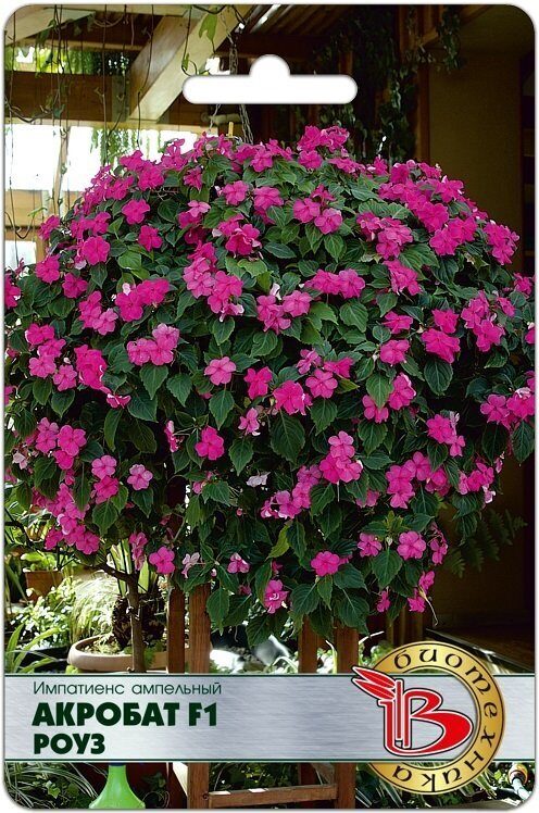 Импатиенс (бальзамин) Акробат F1 Роуз однолетник 8шт (Биотехника)