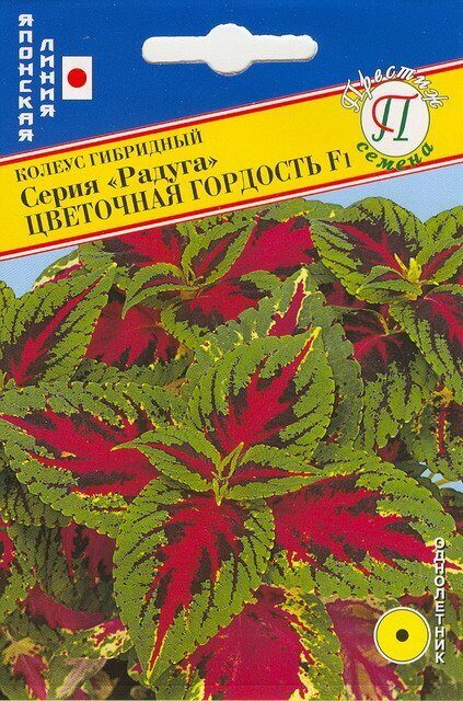 Колеус Радуга Цветочная гордость F1 10шт (Престиж)