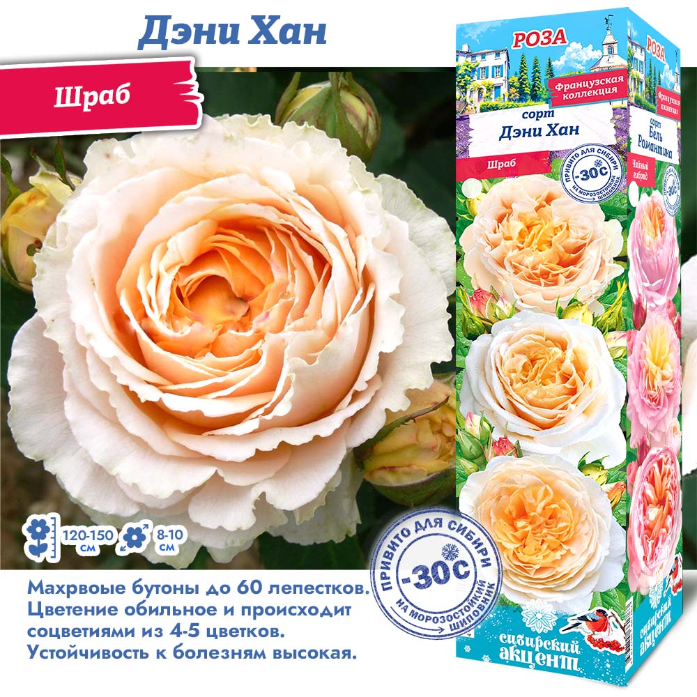 Роза Дэни Хан (Шраб) 1шт (Сиб сад)