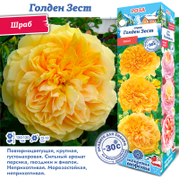 Роза Голден Зест (Шраб) 1шт (Сиб сад)
