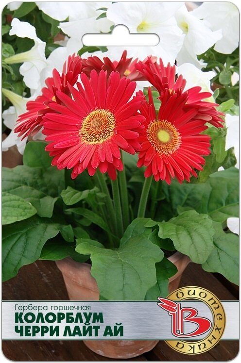 Гербера Колорблум Черри Лайт Ай 5шт (Биотехника)