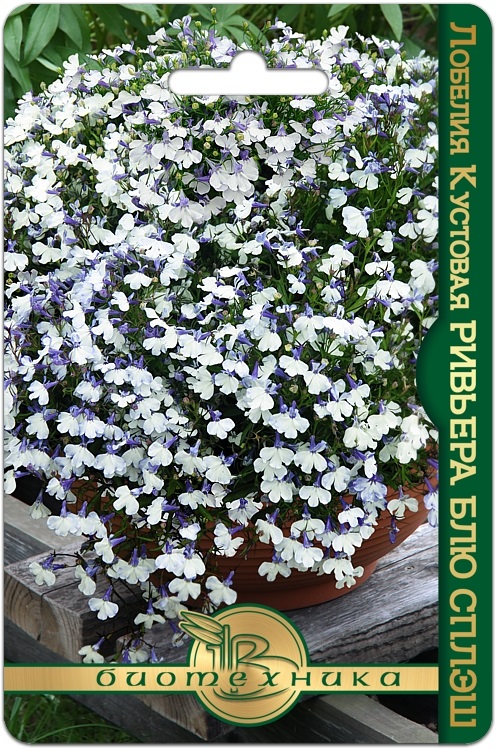 Лобелия Ривьера Блю Сплэш кустовая однолетник 10шт (Биотехника)