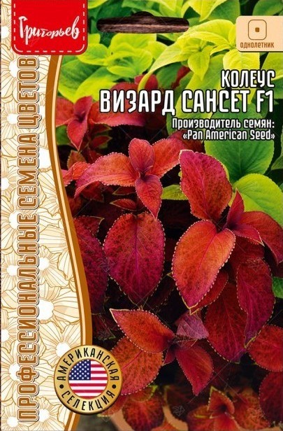 Колеус Визард Сансет F1 однолетник 5шт (Ред.Сем)