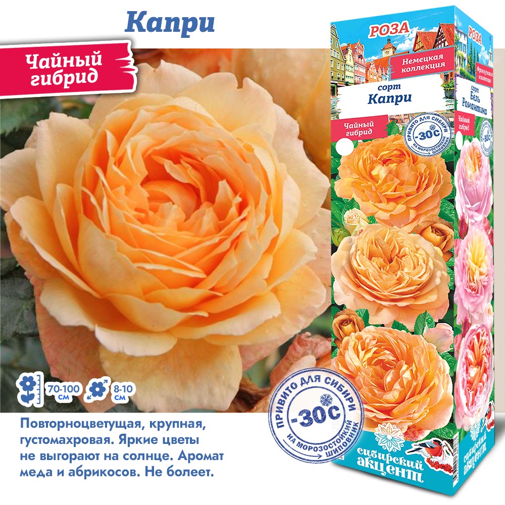 Роза Капри (Чайно-гибридная) 1шт (Сиб сад)