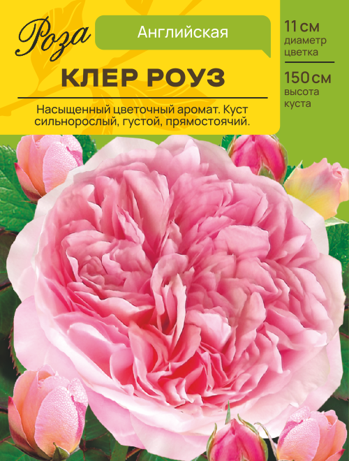 Роза Клер Роуз (Английская) С ЦВ.НАКЛЕЙКОЙ 1шт (Сиб сад)
