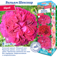 Роза Вильям Шекспир (Шраб) 1шт (Сиб сад)