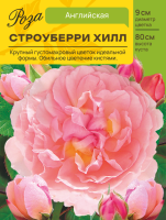Роза Строуберри Хилл (Английская) С ЦВ.НАКЛЕЙКОЙ 1шт (Сиб сад)