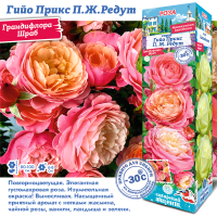 Роза Гийо Прикс П.Ж.Редут (Грандифлора/Шраб) 1шт (Сиб сад)