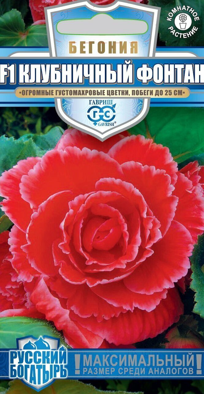Бегония Клубничный фонтан клубневая Русский богатырь 4шт (Гавриш)