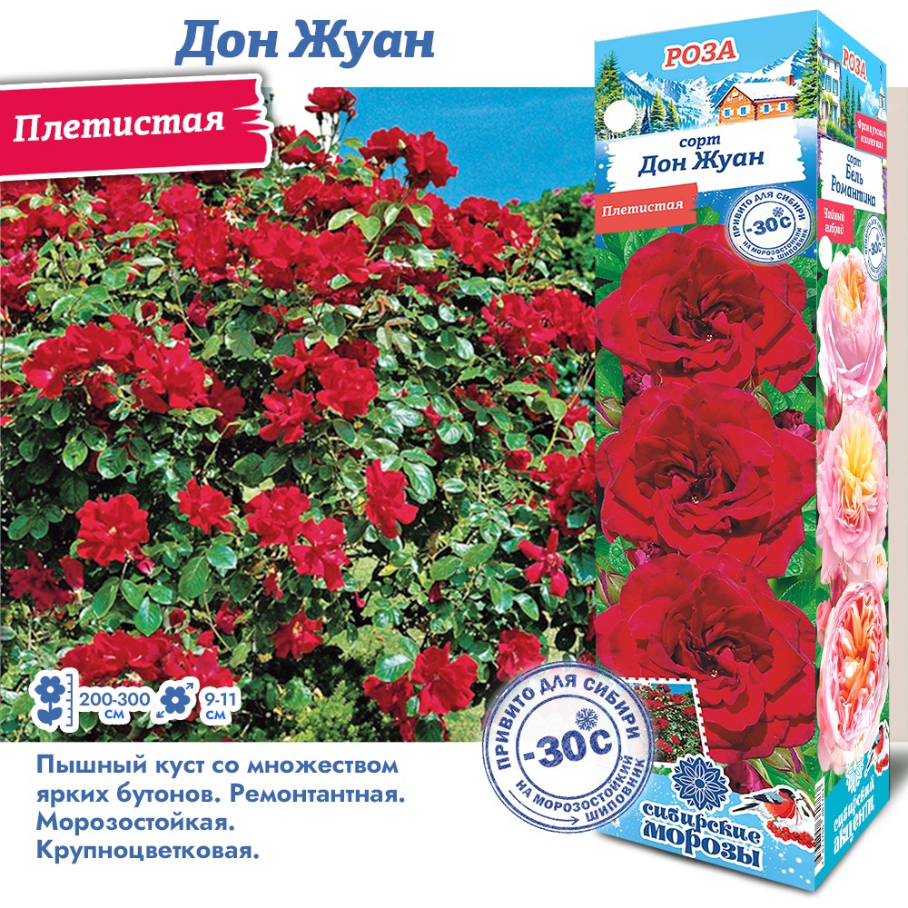 Роза Дон Жуан Купить