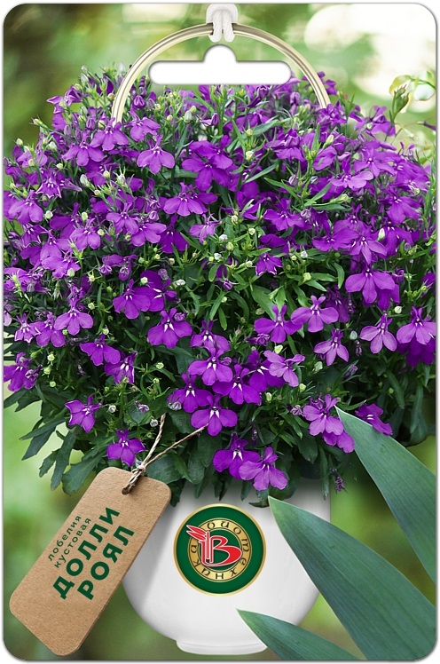 Лобелия Долли Роял кустовая однолетник 10шт (Биотехника)