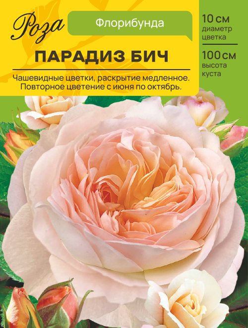 Роза Парадиз Бич (Чайно-гибридная) С ЦВ.НАКЛЕЙКОЙ 1шт (Сиб сад)