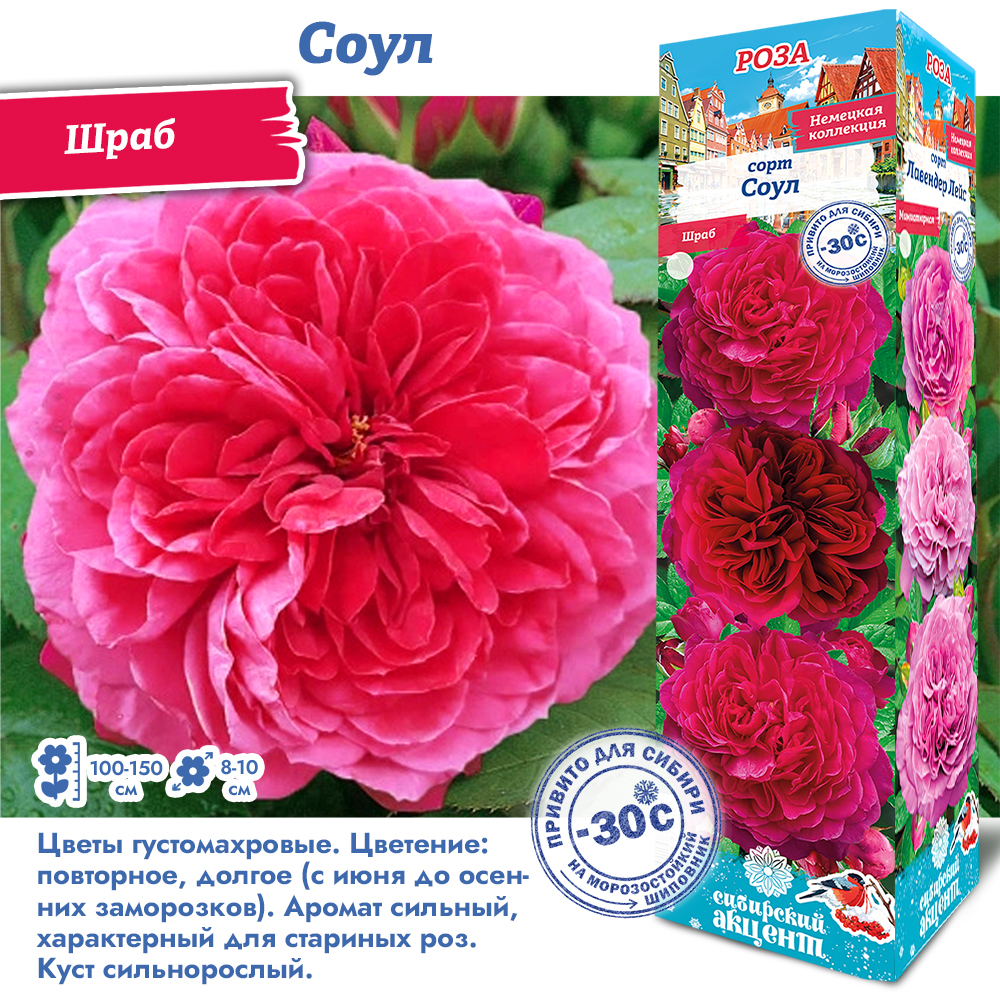 Роза Соул (Шраб) 1шт (Сиб сад)