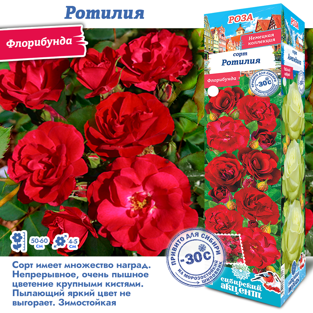 Роза Ротилия (Флорибунда) 1шт (Сиб сад)