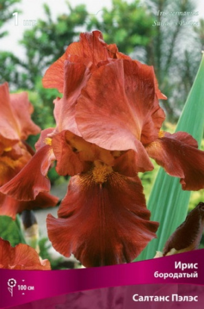 Ирис Салтанс Пэлас (Германский) 1шт (Поиск)