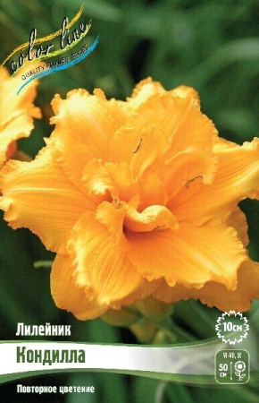 Лилейник Кондилла 1шт (Колорлайн)