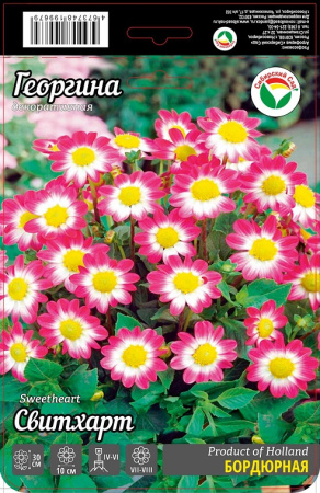 Георгина Свитхарт 1шт (Сиб сад)