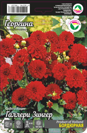 Георгина Галлери Зингер 1шт (Сиб сад)