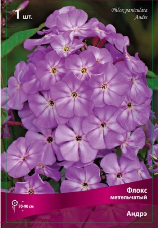 Флокс Андрэ 1шт (Поиск)