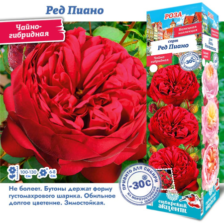 Роза Ред Пиано (Чайно-гибридная) 1шт (Сиб сад)