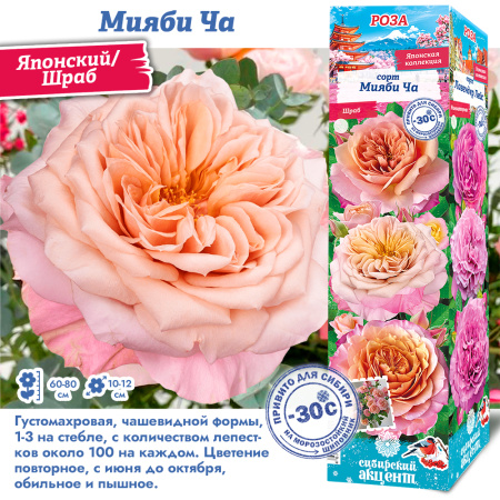 Роза Мияби Ча (Японский/Шраб) 1шт (Сиб сад)