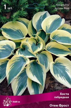 Хоста Отем Фрост 1шт (Поиск)