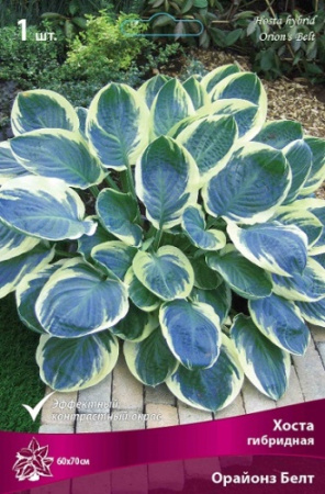 Хоста Орайонз Белт 1шт (Поиск)