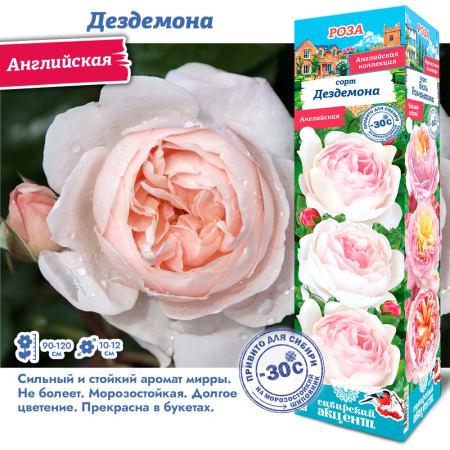 Роза Дездемона (Английская) 1шт (Сиб сад)