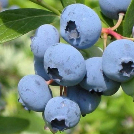 Голубика Блюкроп (коробка) 1шт (Поиск)