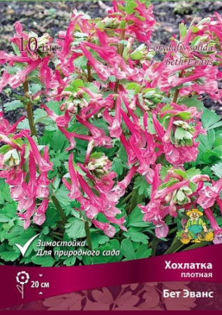 Хохлатка Бет Эванс 5/6 10шт (Поиск)