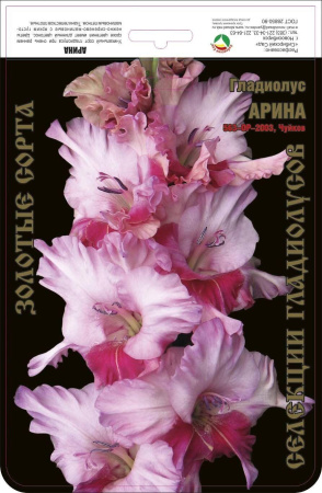 Гладиолус Арина 563,Чуйков Экстра 1шт (Ф)