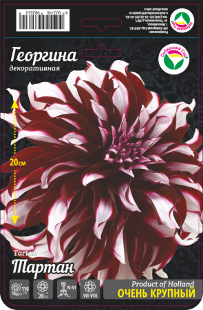 Георгина Тартан 1шт (Сиб сад)