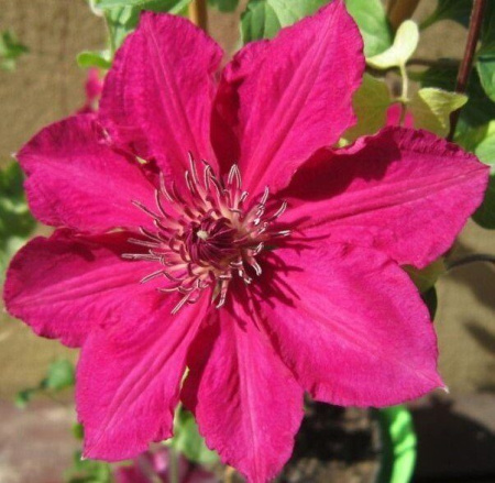 Клематис Перида (коробка) 1шт (Поиск)