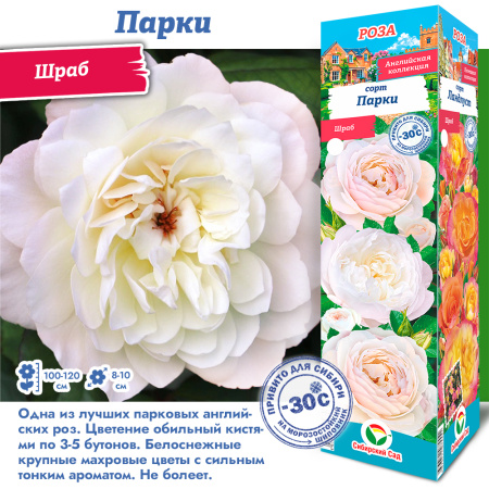 Роза Парки (Шраб) 1шт (Сиб сад)