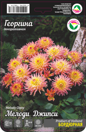 Георгина Мелоди Джипси 1шт (Сиб сад)