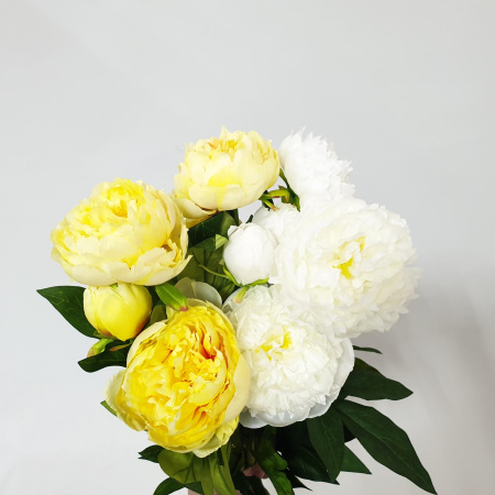 Цветы Пионы SBPK/471 3 цветка (96шт) (Сиб Сад)
