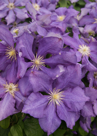 Клематис Лютер Бербанк (капер) 1шт (Поиск)