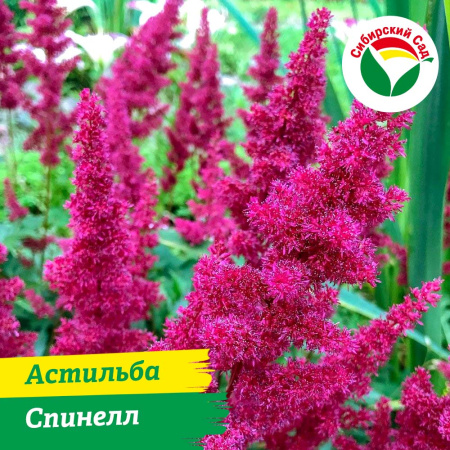 Астильба Спинелл Р9 1шт
