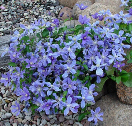 Клематис Арабелла (коробка) 1шт (Поиск)